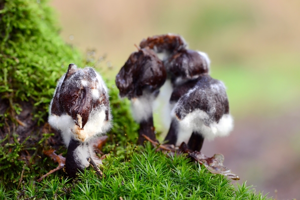 syzygites megalocarpes 11-2019 0341